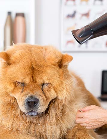 secador secando el pelo a un perro