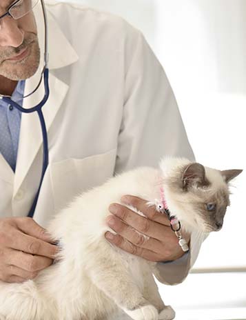 veterinario examinando a un gato