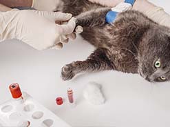 veterinaria sacando sangre a un gato